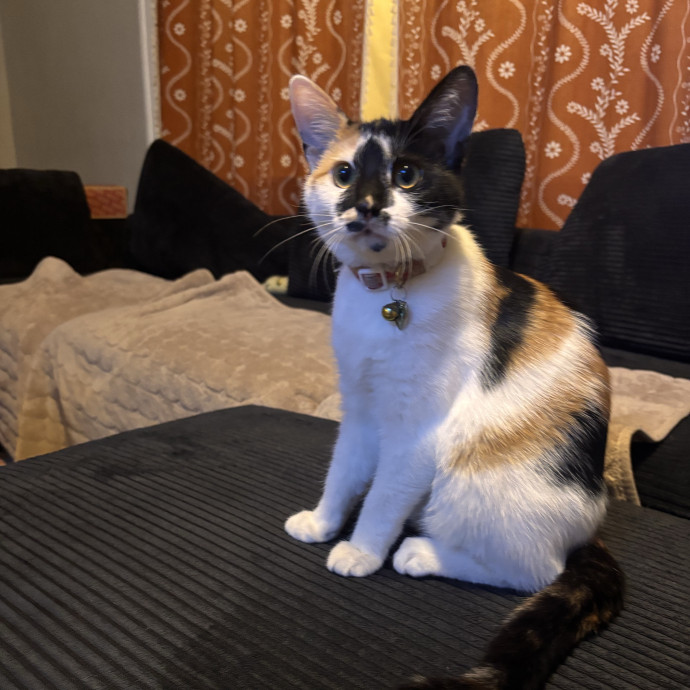 Home Is Where The Cats Are