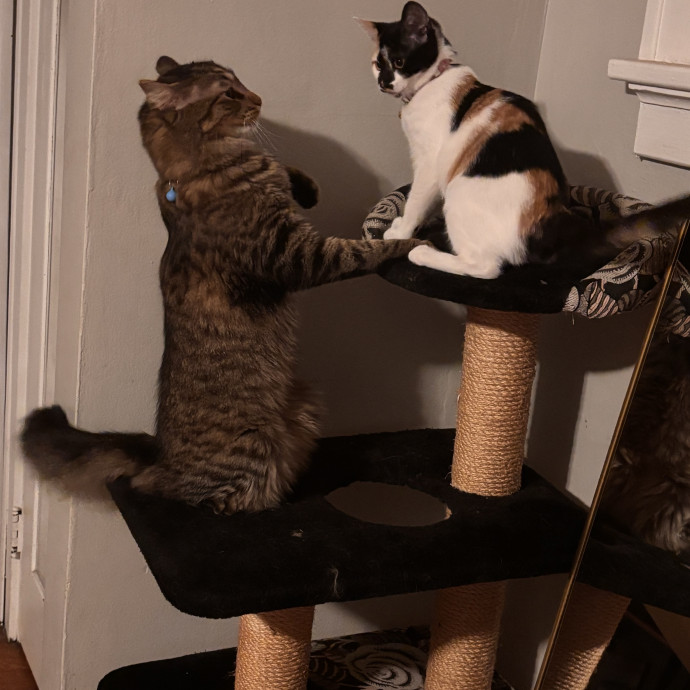 Home Is Where The Cats Are