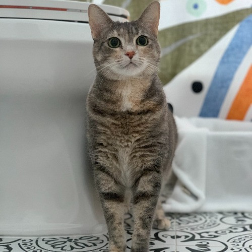 Naf's Purrfect Pals Cat Sitting