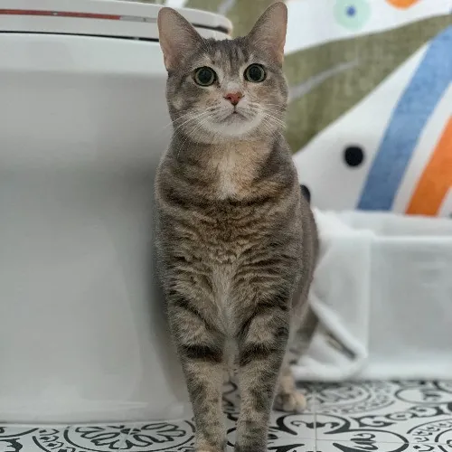 Naf's Purrfect Pals Cat Sitting