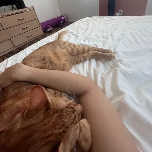 Naf's Purrfect Pals Cat Sitting