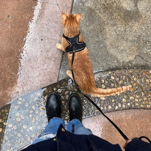 Naf's Purrfect Pals Cat Sitting