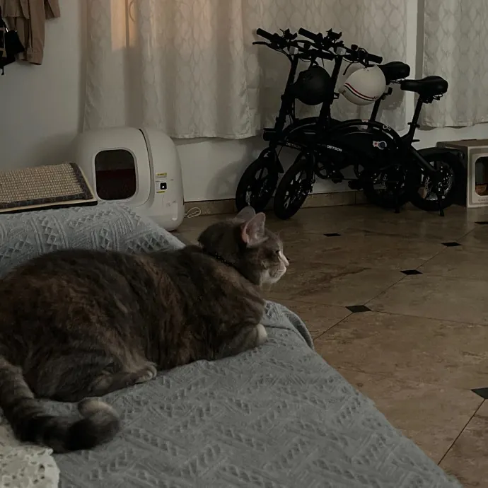 Naf's Purrfect Pals Cat Sitting