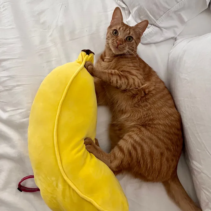 Naf's Purrfect Pals Cat Sitting