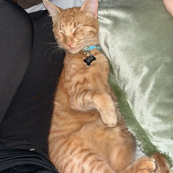 Naf's Purrfect Pals Cat Sitting