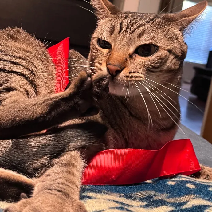 Naf's Purrfect Pals Cat Sitting