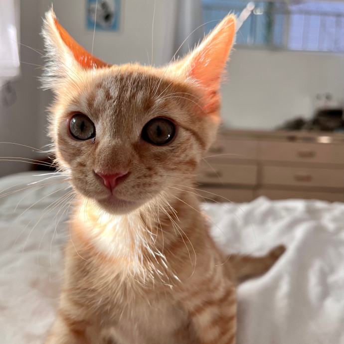 Naf's Purrfect Pals Cat Sitting