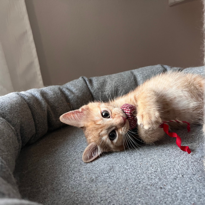 Naf's Purrfect Pals Cat Sitting