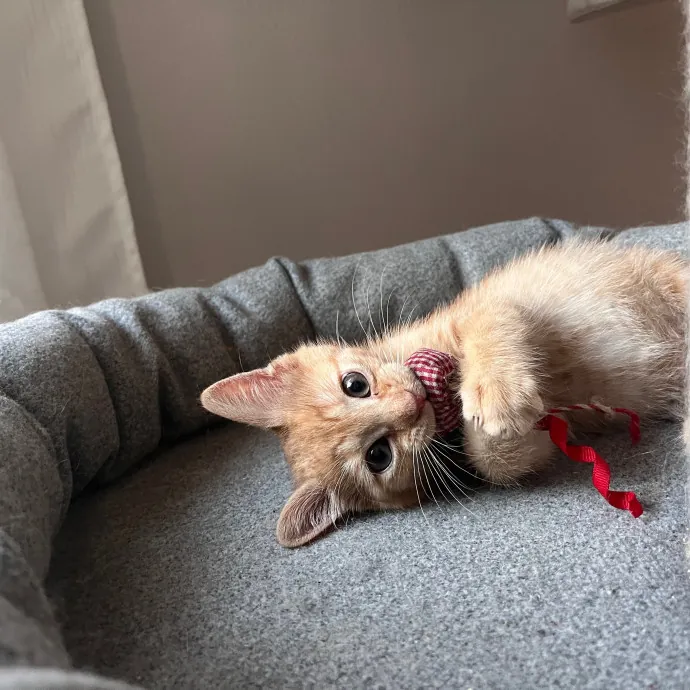 Naf's Purrfect Pals Cat Sitting