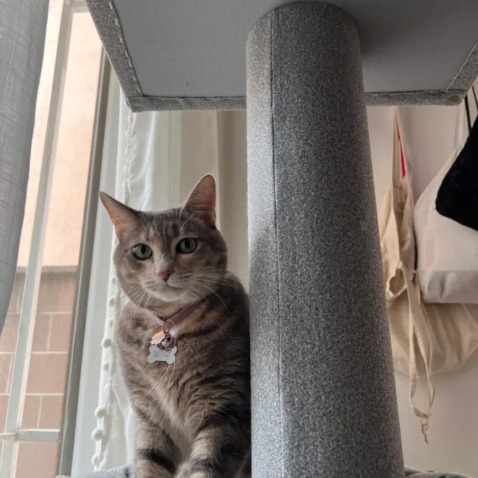 Naf's Purrfect Pals Cat Sitting