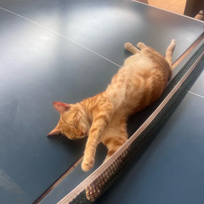 Naf's Purrfect Pals Cat Sitting