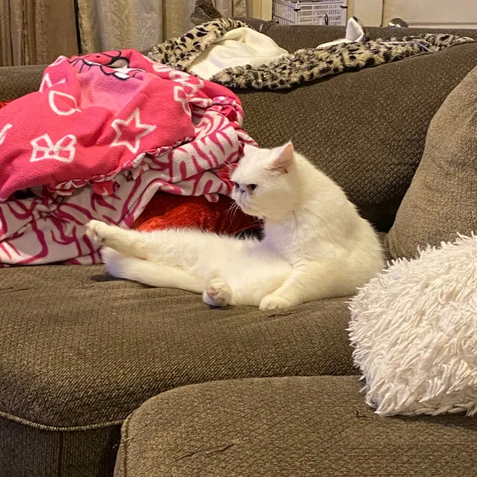 Naf's Purrfect Pals Cat Sitting