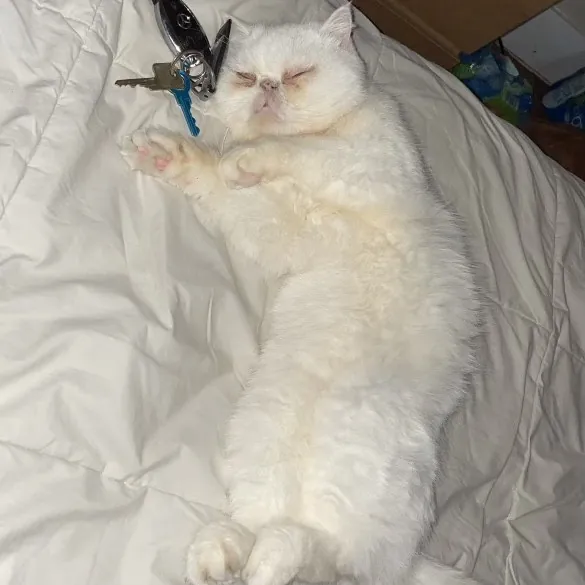 Naf's Purrfect Pals Cat Sitting