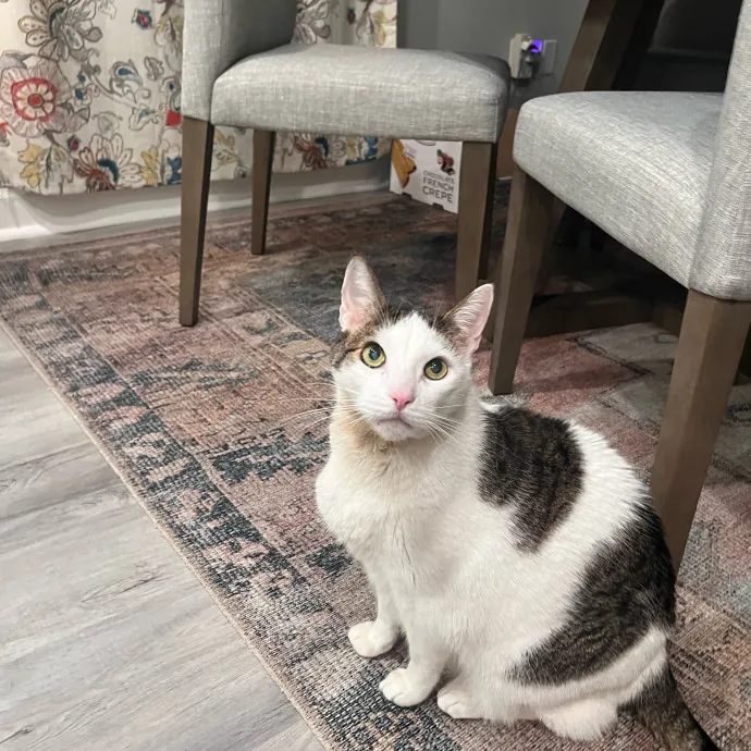 Naf's Purrfect Pals Cat Sitting