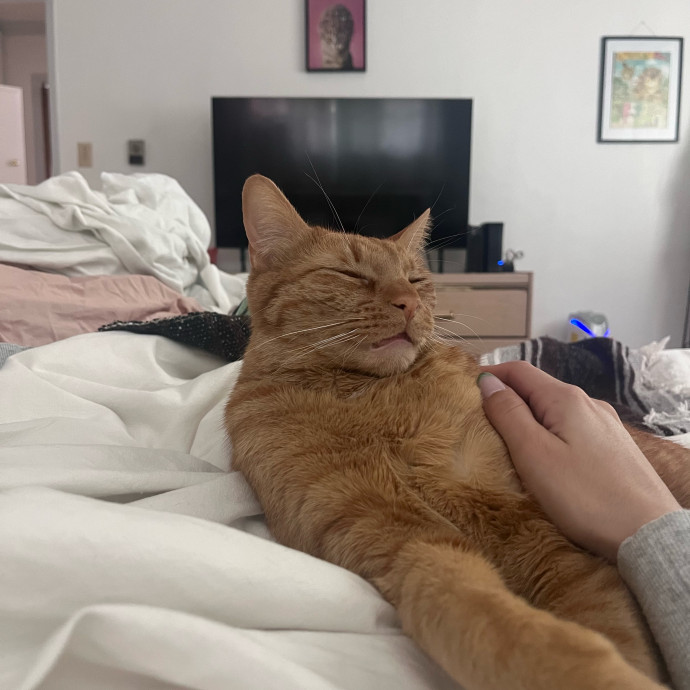 Naf's Purrfect Pals Cat Sitting