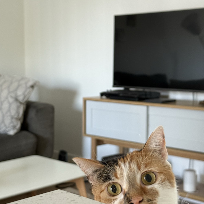 Naf's Purrfect Pals Cat Sitting photo 3