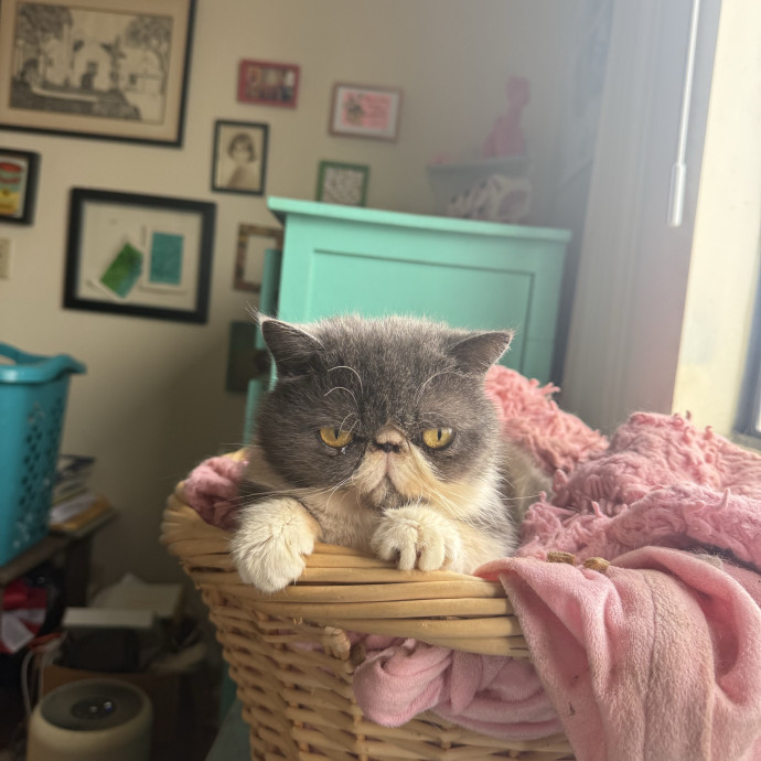 Naf's Purrfect Pals Cat Sitting photo 2