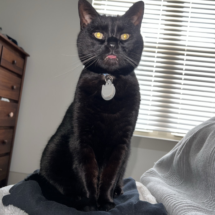 Your Purr-Fect Cat Sitter