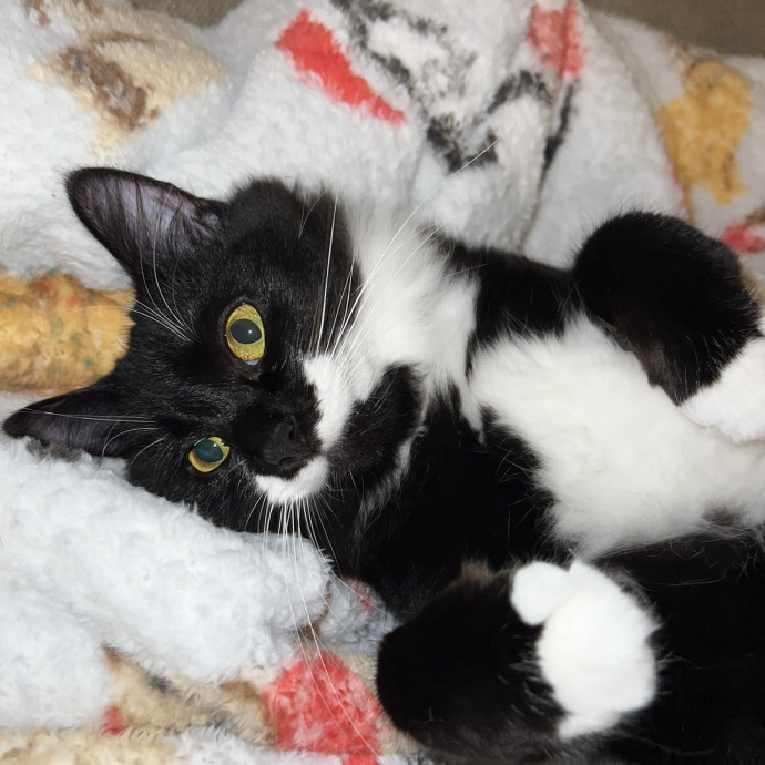 Your Purr-Fect Cat Sitter