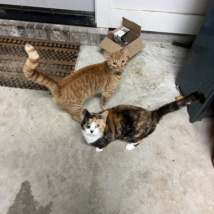 Your Purr-Fect Cat Sitter