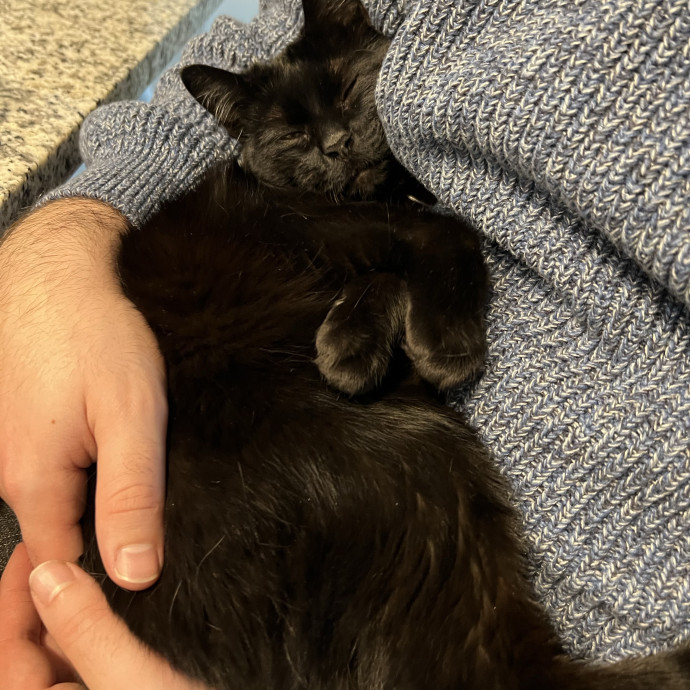 Your Purr-Fect Cat Sitter