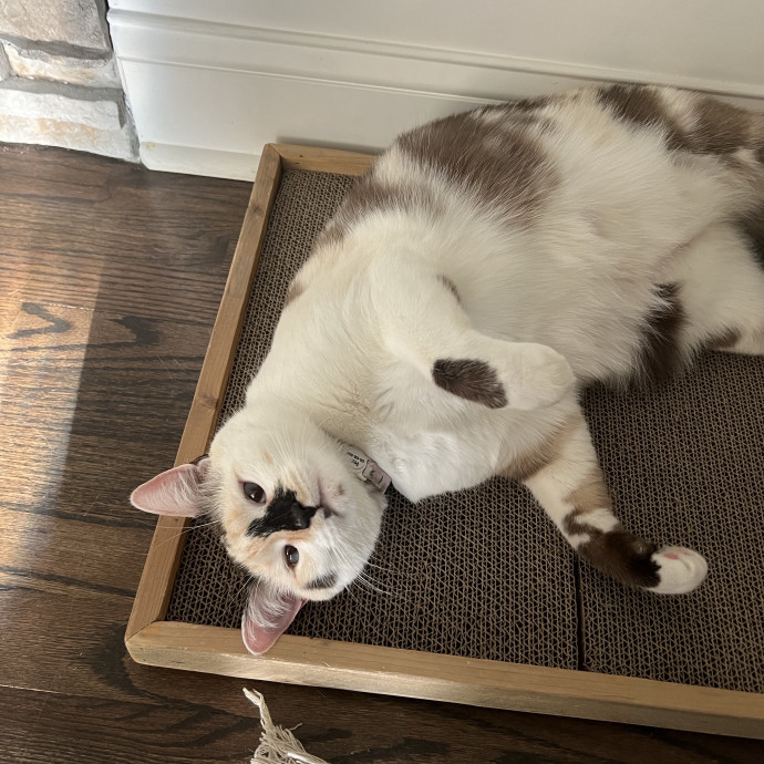 Your Purr-Fect Cat Sitter