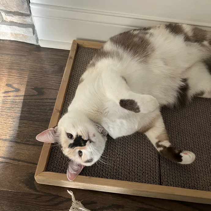 Your Purr-Fect Cat Sitter photo 3