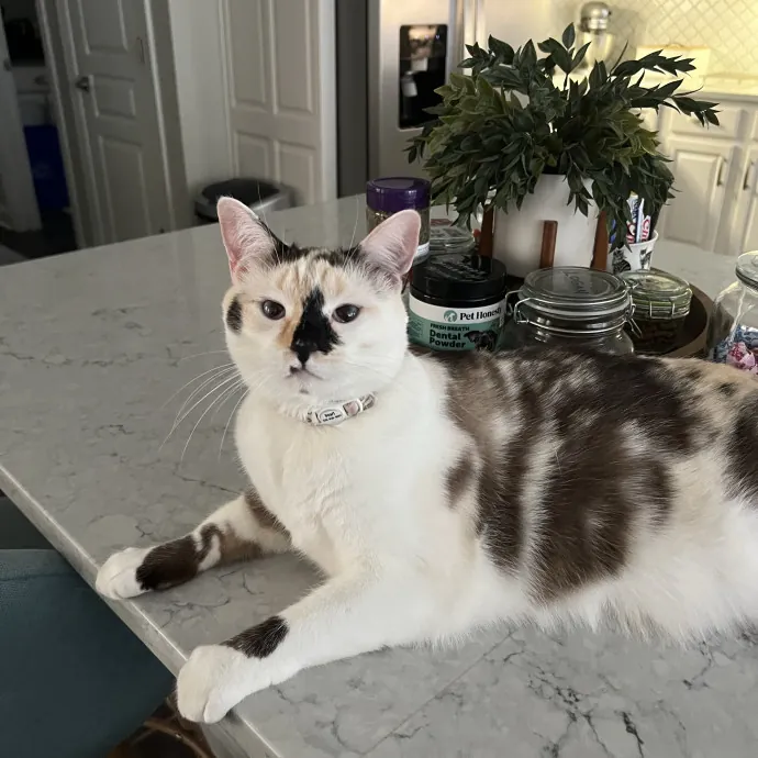 Your Purr-Fect Cat Sitter photo 2