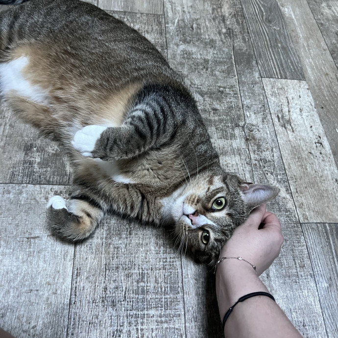 Your Purr-Fect Cat Sitter