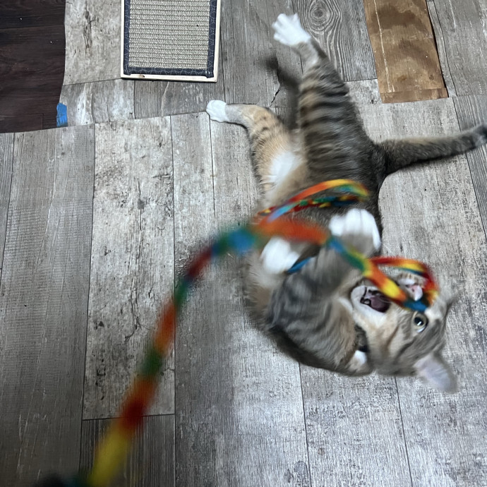 Your Purr-Fect Cat Sitter