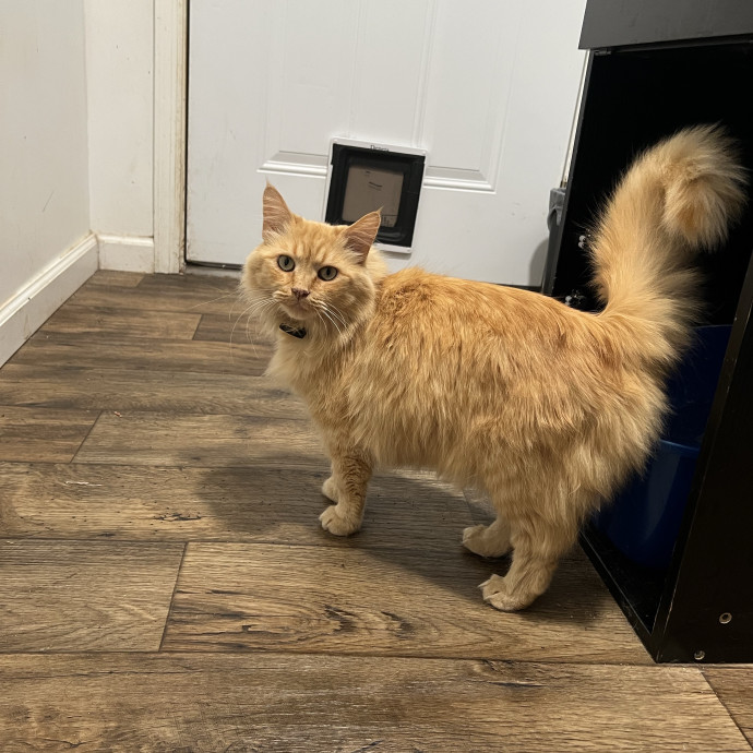 Your Purr-Fect Cat Sitter