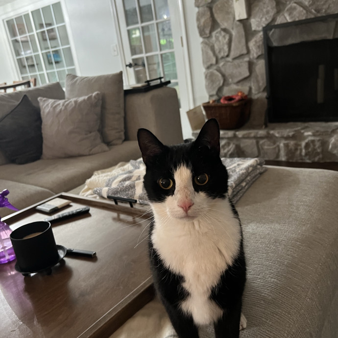Your Purr-Fect Cat Sitter