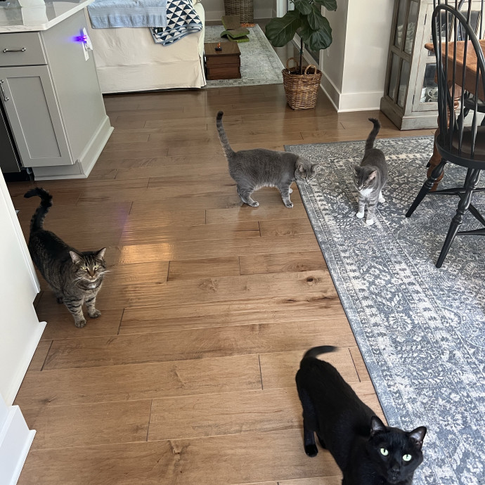 Your Purr-Fect Cat Sitter