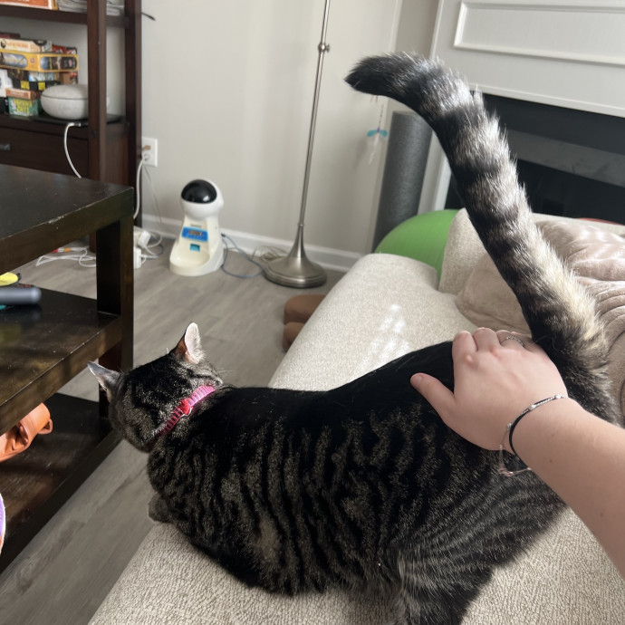 Your Purr-Fect Cat Sitter photo 3