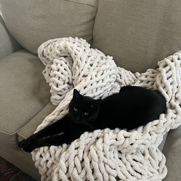 Your Purr-Fect Cat Sitter photo 2
