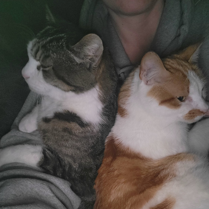 Kimber's Cat Care