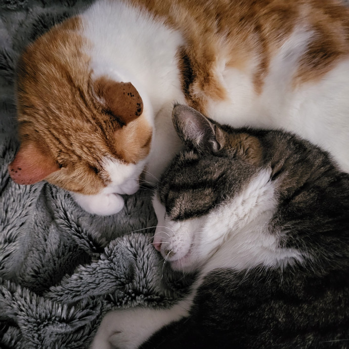 Kimber's Cat Care