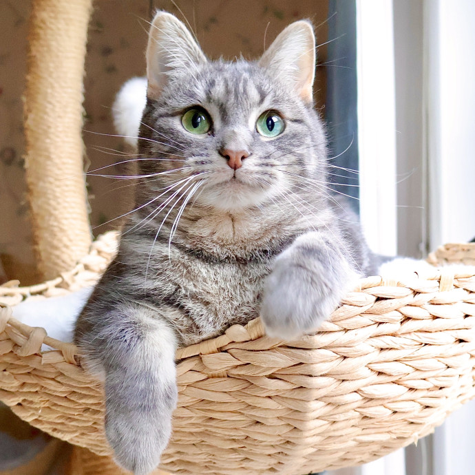 Catography Enthusiast