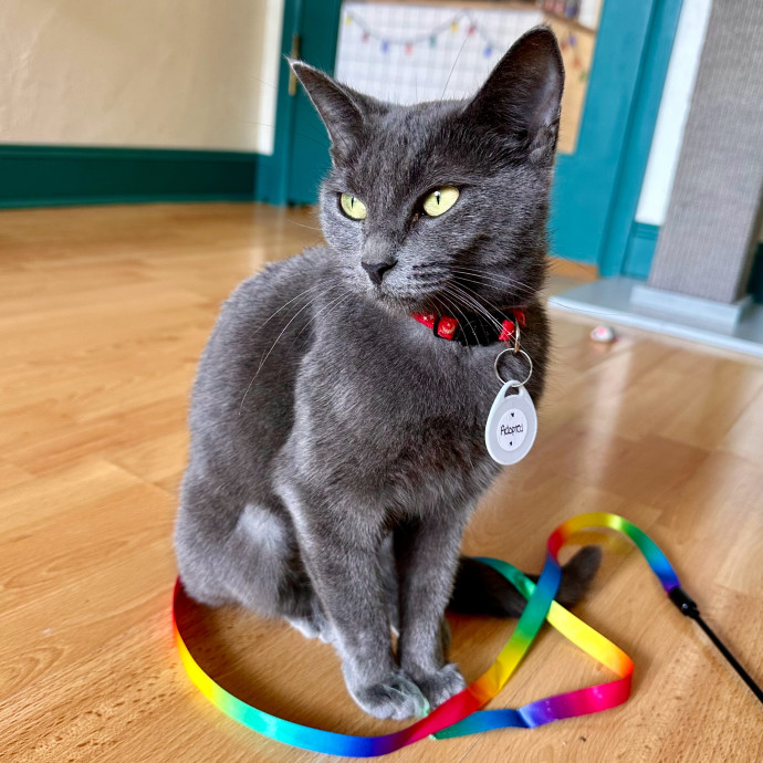 Catography Enthusiast