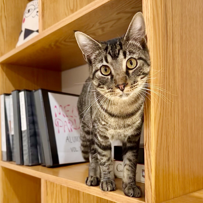 Catography Enthusiast