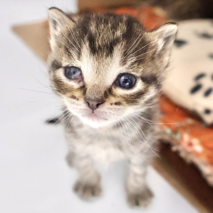 Catography Enthusiast