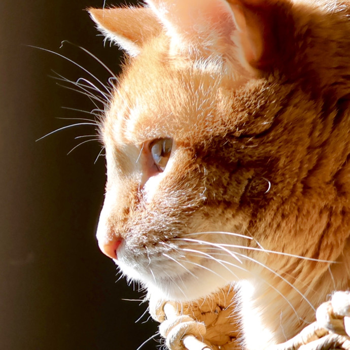 Catography Enthusiast
