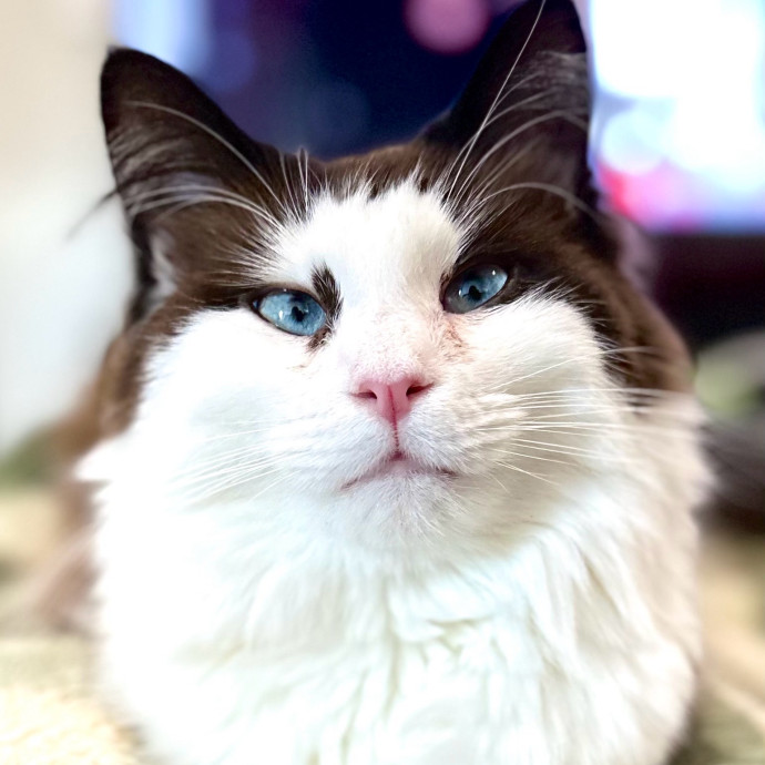 Catography Enthusiast