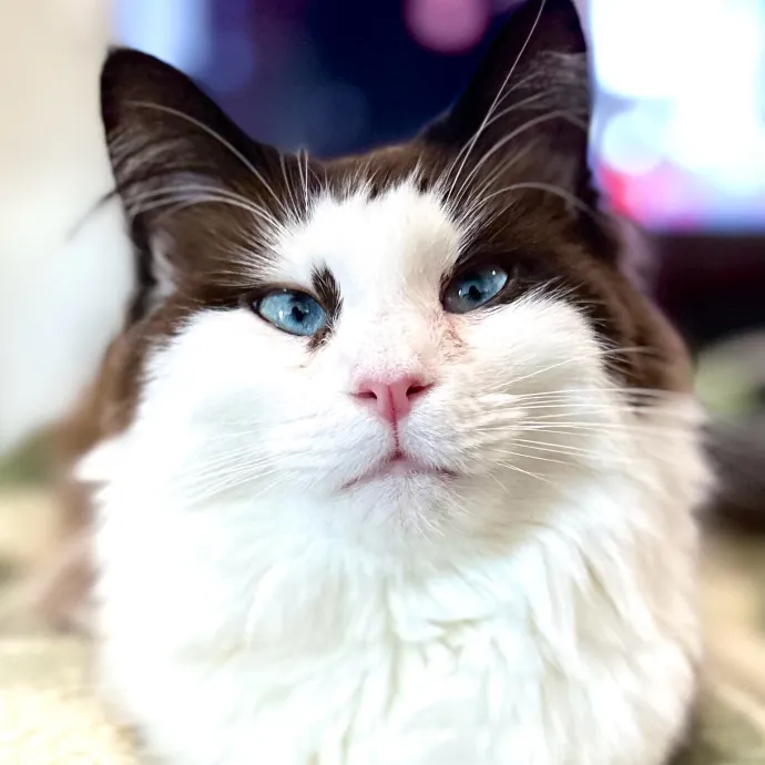 Catography Enthusiast