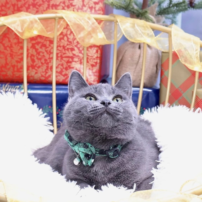 Catography Enthusiast