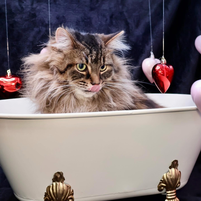 Catography Enthusiast
