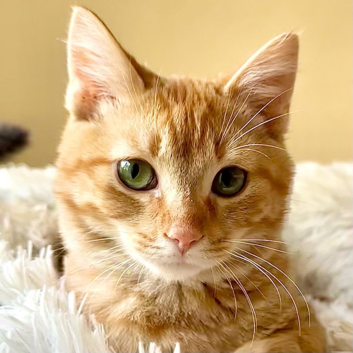 Catography Enthusiast