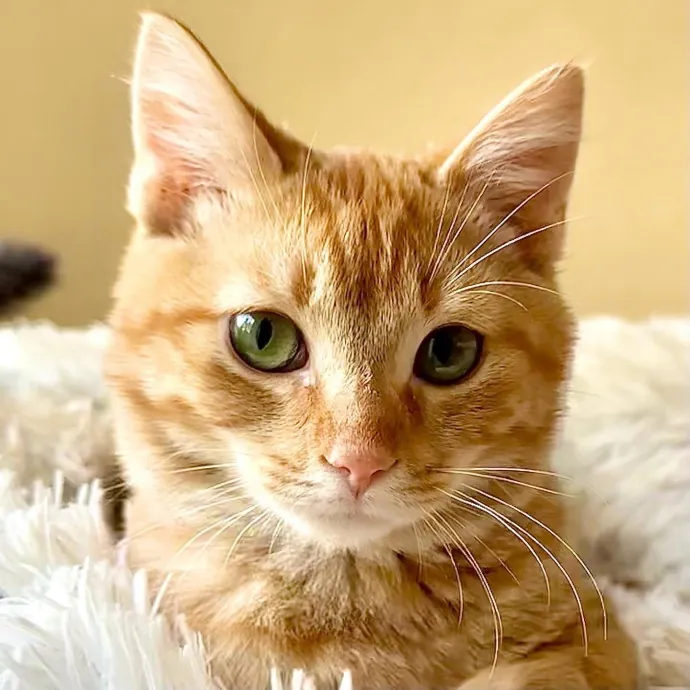 Catography Enthusiast