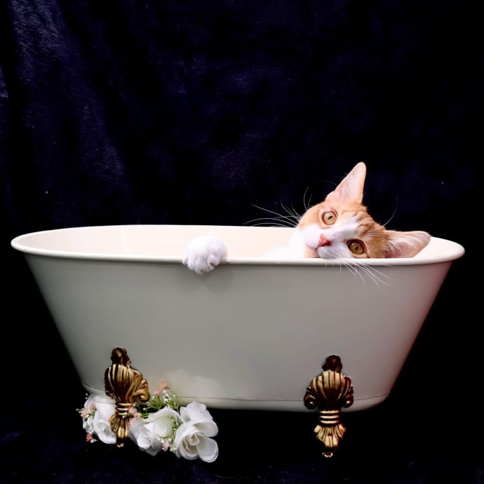 Catography Enthusiast