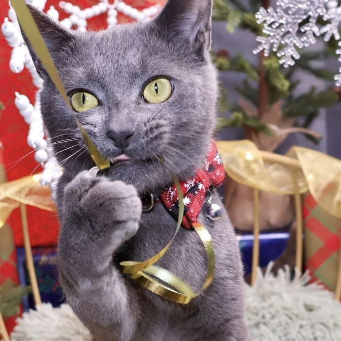 Catography Enthusiast